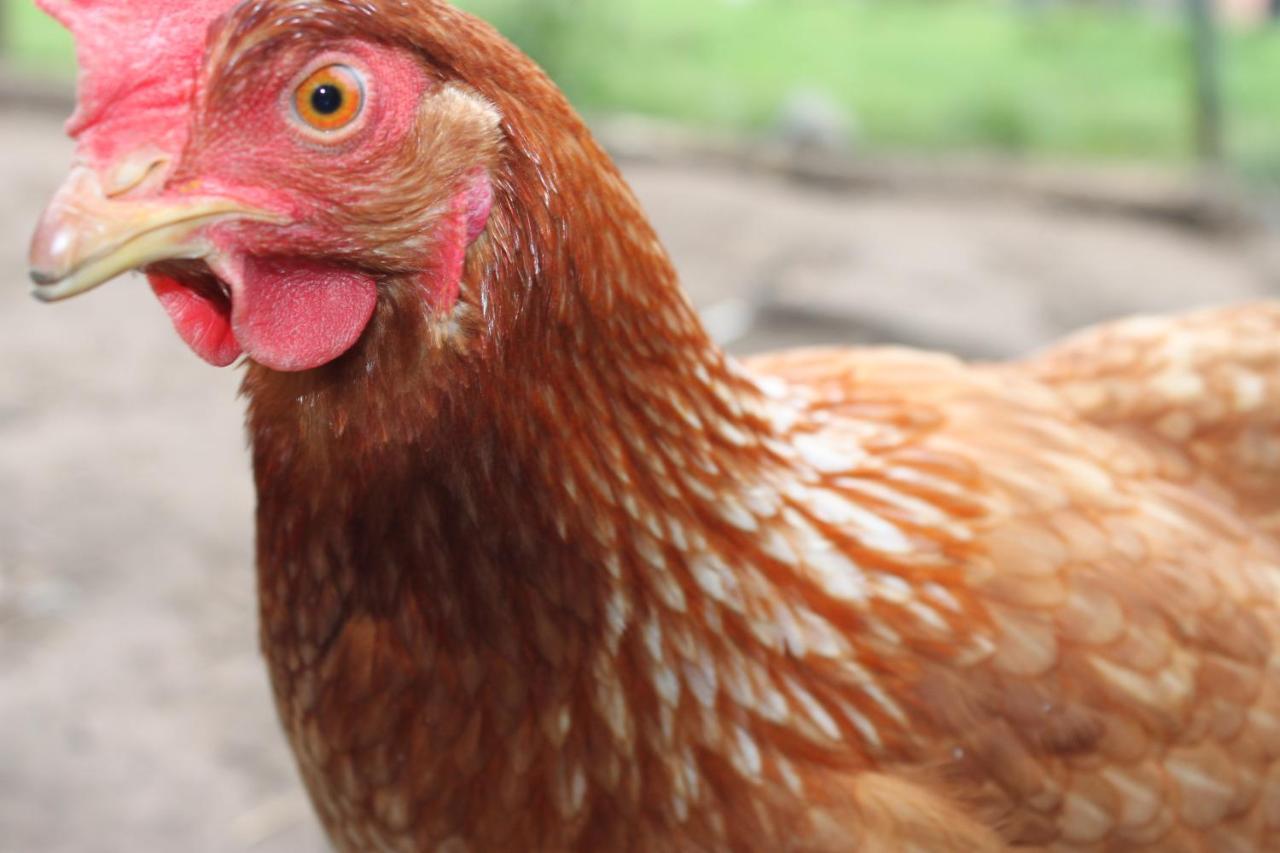 B&B 'T Hoogste Bornem Kültér fotó